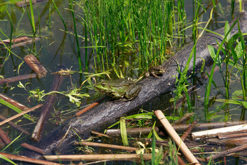  in the lake sits on a stick, very realistic, the toad looks into the eyes, inflated balls near the eyes, dirty water
