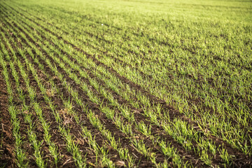 Jeunes plants de betterave à Auvers sur Oise en Automne