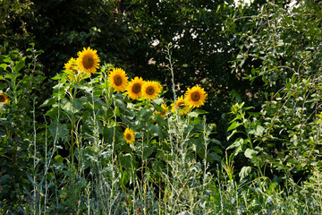 Sunflower natural background. Sunflower blooming