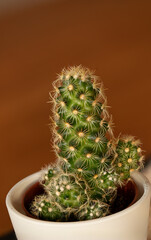 Mini-Kaktus
