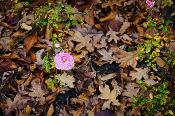 You see an autumn scene with pink roses.