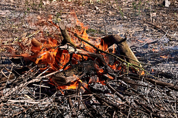 Bonfire in the bush on a sunny day