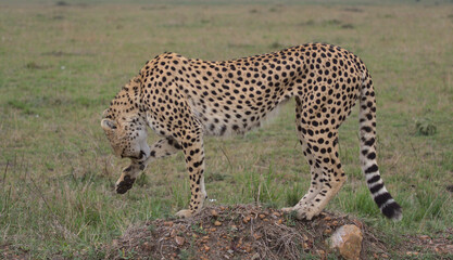 side-view of cheetah standing on mound and licking its paw in masai mara, kenya