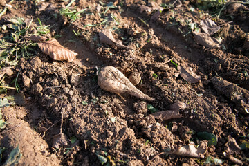 betterave sur la terre