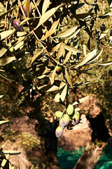 Set of olives on olive branch