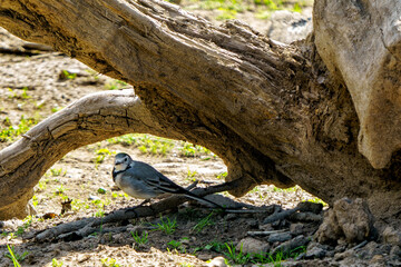 A wagtail (Motacilla alba) hiding under an old tree trunk