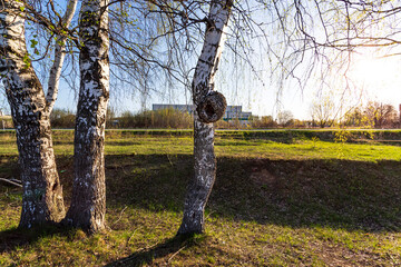 Amazing sunny morning with a birch and green grass. Beautiful spring landscape.