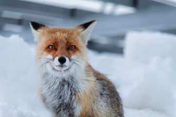 Lonely wild sad red fox sits in the snow on the background of gray metal structures