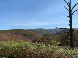 tree in the mountains