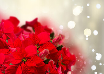 scarlet poinsettia flower or christmas star