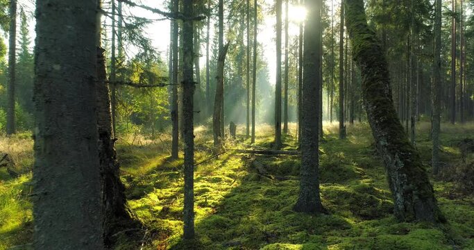 Misty sunny forest in morning moving between the trees backwards