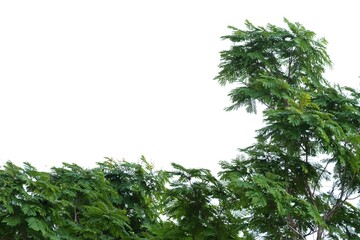 Tropical tree leaves with branches on white isolated background for green foliage backdrop and copy space