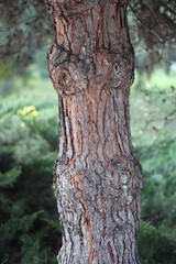 Close-up of pine trunk and bark.Tree texture.
