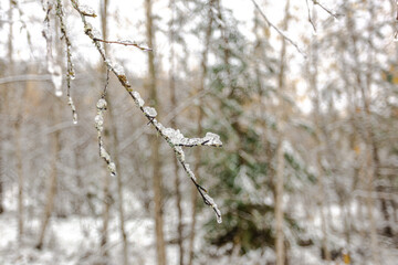 The autumn forest is covered with the first snow and yellow leaves are visible