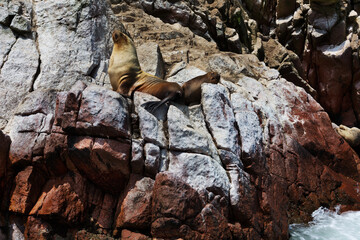 Iles Ballestas au Pérou