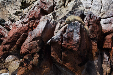 Iles Ballestas au Pérou