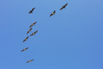 Iles Ballestas au Pérou