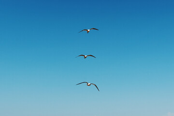 Iles Ballestas au Pérou