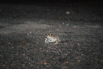 Frog on the road