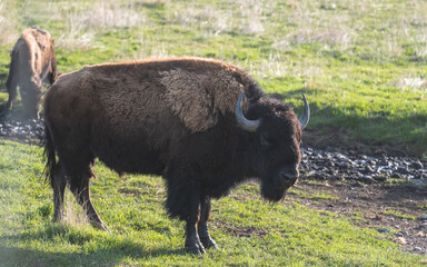 american bison in the field