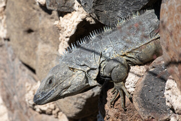 Mexican Iguana on Stone Wall