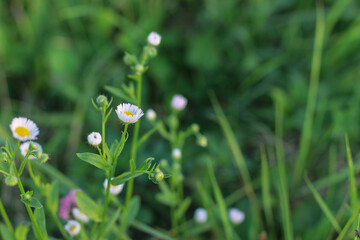 The sun's rays break through the green grass