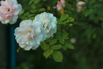 Rose bushes with flower buds