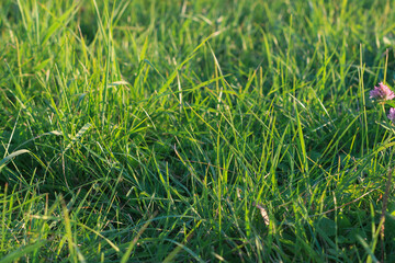 The sun's rays break through the green grass