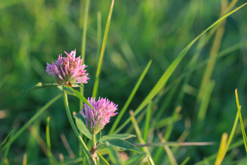 The sun's rays break through the green grass