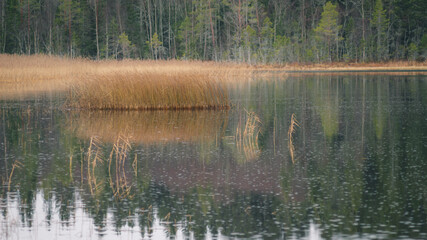 Almasa, Sweden - November 15 2020: Islet of rushes on the lake during the rain