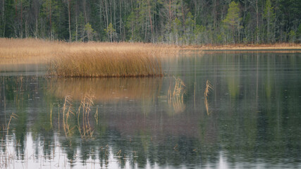 Almasa, Sweden - November 15 2020: Islet of rushes on the lake during the rain