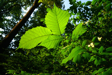 sun shining between branches and trees in beautiful green forest