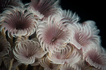 Feather duster worms in the Caribbean