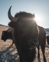 american buffalo in the field