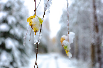 The autumn forest is covered with the first snow and yellow leaves are visible