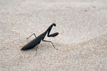 beautiful black praying mantis on sandy surface