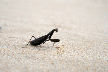 beautiful black praying mantis on sandy surface