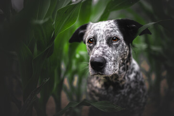 Black and white dog in a corn field, summer, green, close up