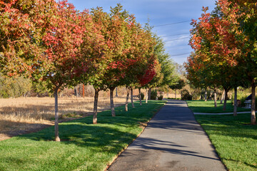 Tree lined pathway in park in Chico California