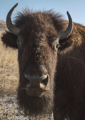 american buffalo in the field