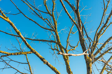 Looking up at autumn tree branches against a blue sky