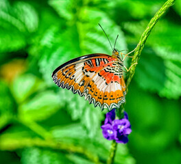 Malay lacewing butterfly