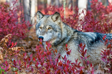 Gray wolf photographed  in Blueberry bushes © outdoorsman