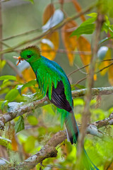Female crested quetzal in Costa Rica forest
