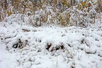 Snow and frozen twigs. Concept, it's winter