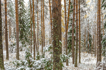 Fototapeta premium Pine and spruce trees are covered with snow. Forest, winter landscape. Finland