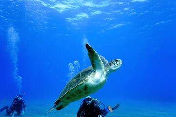 Sea Turtle in the blue ocean