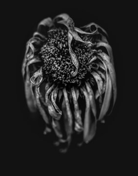 sunflower in a mood