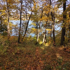 autumn in the forest