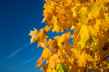 Yellow maple leaves against a blue sky, there is a place for text, copy space.